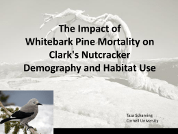 The impact of Whitebark Pine mortality on Clark's Nutcracker demography: The Impactwork? of Will restoration  Whitebark Pine Mortality on Clark's Nutcracker Demography and Habitat Use  Taza Schaming Cornell University.