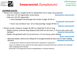 Smeerwortel - Symphytum