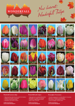 Wonderfall herfst tulpen Wonderfall autumn tulips Вондерфол