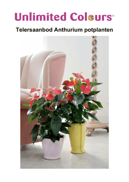 Telersaanbod Anthurium potplanten
