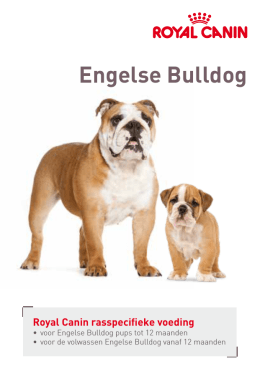Engelse Bulldog Adult