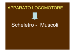 Scheletro - Muscoli