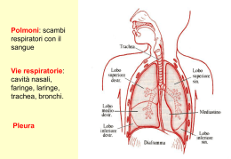 Il sistema respiratorio