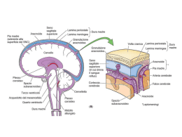 Neuro 6-Meningi e LCS