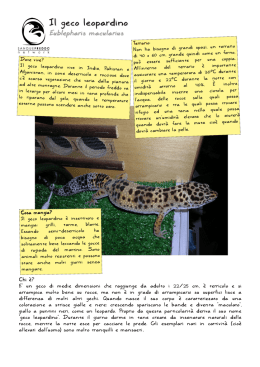 Il geco leopardino - SangueFreddo.Net