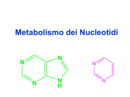 Metabolismo dei Nucleotidi