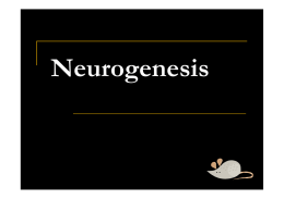 Neurogenesi