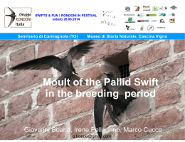 (I): I &ldquo;bangers&rdquo; di rondone comune Apus apus, loro strategie di muta