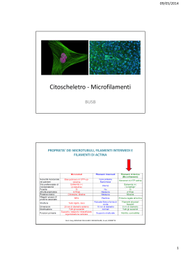 Diapositive sui microfilamenti di actina