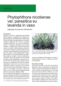 Phytophthora nicotianae var. parasitica su lavanda in vaso