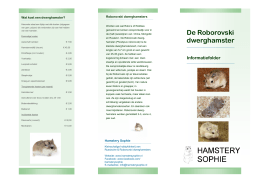 Roborovski info - Hamstery Sophie