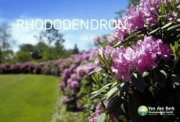 img - Van den Berk Rhododendron