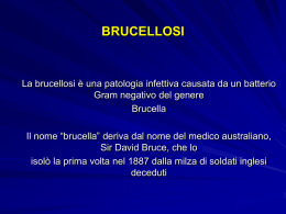 brucellosi - Dipartimento.net
