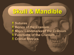 Skull &amp; Mandible  Sutures Bones of the Cranium