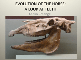 EVOLUTION OF THE HORSE: A LOOK AT TEETH Kaelin Creange