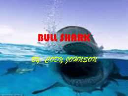 BULL SHARK BY: CODY JOHNSON