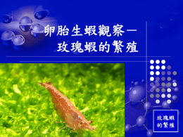卵胎生蝦觀察－ 玫瑰蝦的繁殖 玫瑰蝦 的繁殖