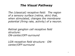 The Visual Pathway
