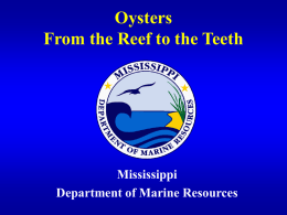 Oysters From the Reef to the Teeth Mississippi Department of Marine Resources