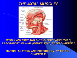 THE AXIAL MUSCLES HUMAN ANATOMY AND PHYSIOLOGY 1 (BSC 2085 L)
