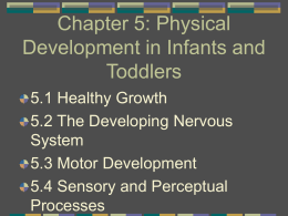 Chapter 5: Physical Development in Infants and Toddlers