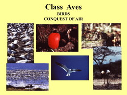 Class  Aves BIRDS CONQUEST OF AIR