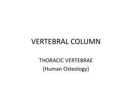 VERTEBRAL COLUMN THORACIC VERTEBRAE (Human Osteology)