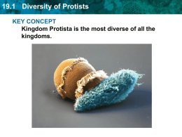 19.1 Diversity of Protists KEY CONCEPT kingdoms.
