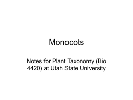 Monocots Notes for Plant Taxonomy (Bio 4420) at Utah State University