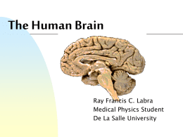 The Human Brain Ray Francis C. Labra Medical Physics Student