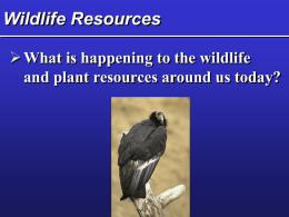 Wildlife Resources  What is happening to the wildlife