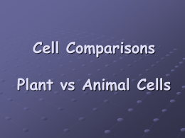 Cell Comparisons Plant vs Animal Cells