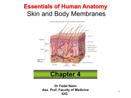 Skin and Body Membranes Chapter 4 Essentials of Human Anatomy Dr Fadel Naim