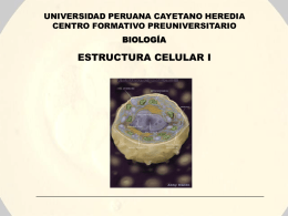 ESTRUCTURA CELULAR I UNIVERSIDAD PERUANA CAYETANO HEREDIA CENTRO FORMATIVO PREUNIVERSITARIO BIOLOGÍA