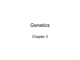 Genetics Chapter 3 1