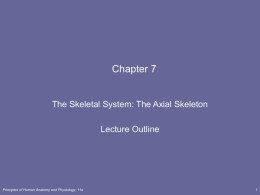 Chapter 7 The Skeletal System: The Axial Skeleton Lecture Outline