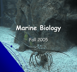Marine Biology Fall 2005