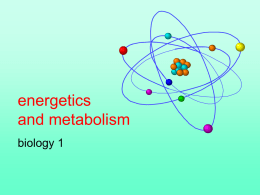 energetics and metabolism biology 1