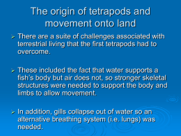 The origin of tetrapods and movement onto land