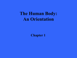 The Human Body: An Orientation Chapter 1