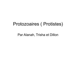 Protozoaires ( Protistes) Par Alanah, Trisha et Dillon