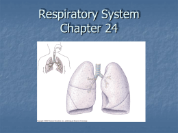 Respiratory System Chapter 24