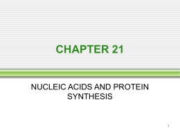 CHAPTER 21 NUCLEIC ACIDS AND PROTEIN SYNTHESIS 1