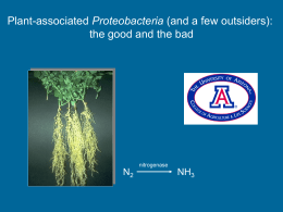 Proteobacteria the good and the bad N NH
