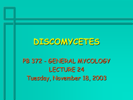 DISCOMYCETES PB 372 - GENERAL MYCOLOGY LECTURE 24 Tuesday, November 18, 2003