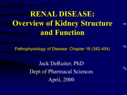 RENAL DISEASE: Overview of Kidney Structure and Function Jack DeRuiter, PhD