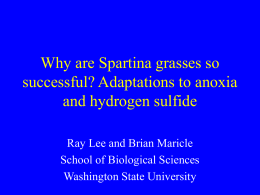 Why are Spartina grasses so successful? Adaptations to anoxia and hydrogen sulfide