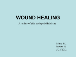 WOUND HEALING A review of skin and epithelial tissue Muse S12 lecture #5