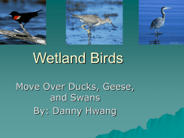 Wetland Birds Move Over Ducks, Geese, and Swans By: Danny Hwang