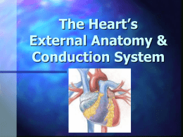 The Heart’s External Anatomy &amp; Conduction System